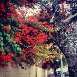 InstagramTroian-001112.jpg