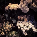 InstagramTroian-001292.jpg
