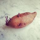 InstagramTroian-002122.jpg