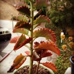 InstagramTroian-00414.jpg