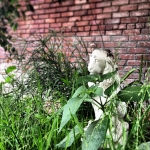 InstagramTroian-00673.jpg