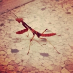 InstagramTroian-00938.jpg
