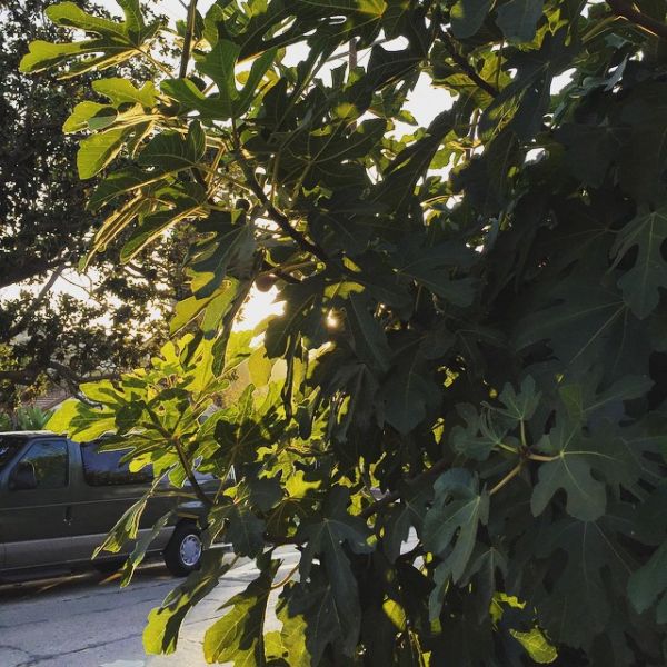 InstagramTroian-002369.jpg