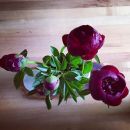 Filename=InstagramTroian-002879.jpg
Filesize=44KiB
Dimensions=640x479
Date added=May 11, 2016 InstagramTroian-002879.jpg
