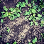 InstagramTroian-00358.jpg
