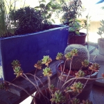 InstagramTroian-0061.jpg