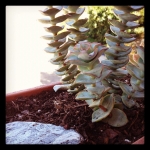 InstagramTroian-0062.jpg